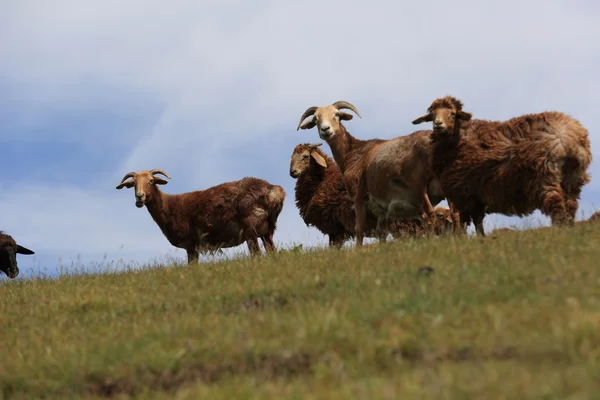 Ovce na vrchol hory — Stock fotografie
