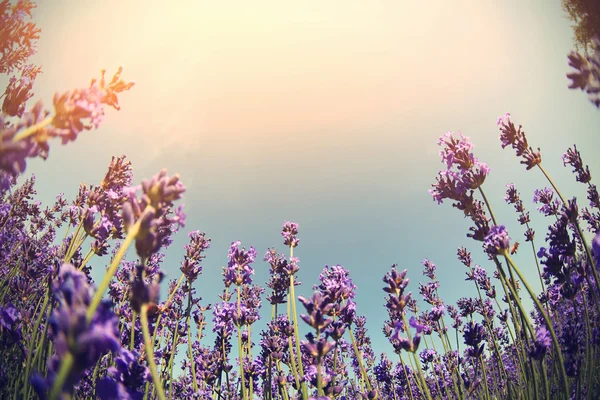 Flores de lavanda perfumadas — Fotografia de Stock