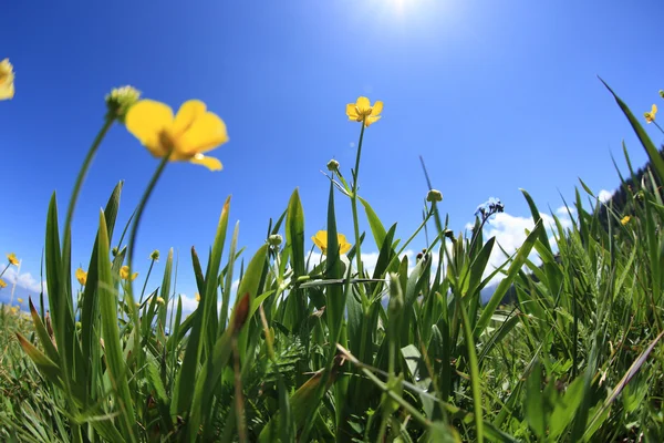 Fleurs jaunes et herbe verte — Photo