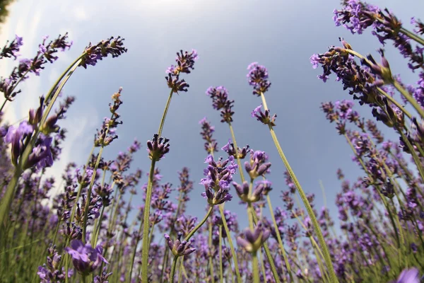 Geurende lavendel bloemen — Stockfoto