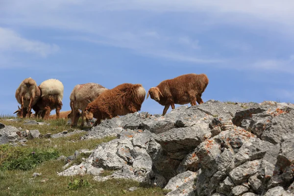 Ovelhas andando no topo da montanha — Fotografia de Stock