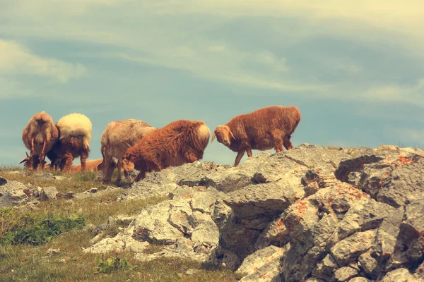 Ovelhas andando no topo da montanha — Fotografia de Stock