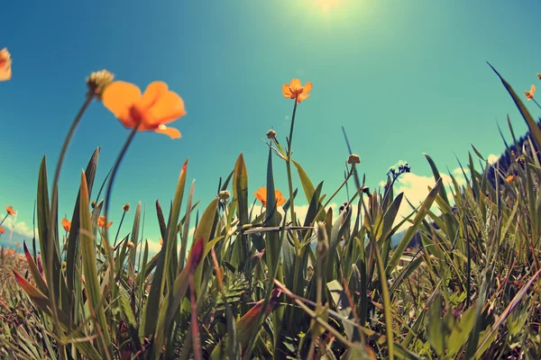 Fleurs jaunes et herbe verte — Photo