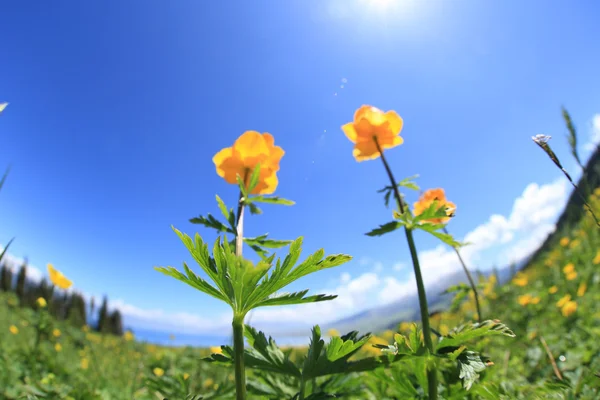 Желтые цветы и зеленая трава — стоковое фото