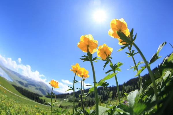 Flores amarillas y hierba verde — Foto de Stock