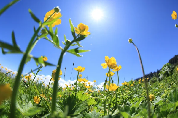 Fleurs jaunes et herbe verte — Photo