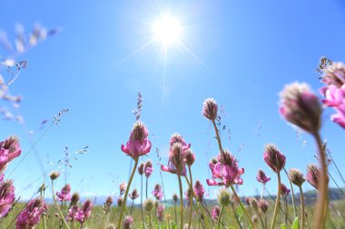 çiçekler mavi gökyüzü altında