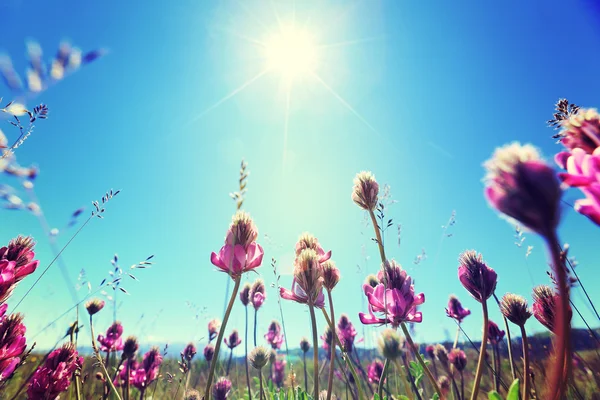 Flores bajo el cielo azul — Foto de Stock