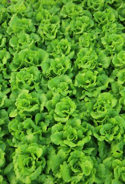 Yeşil salata bitkileri
