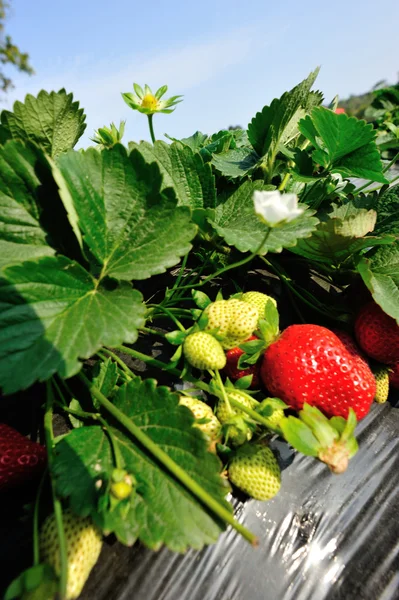 Fresas rojas maduras — Foto de Stock