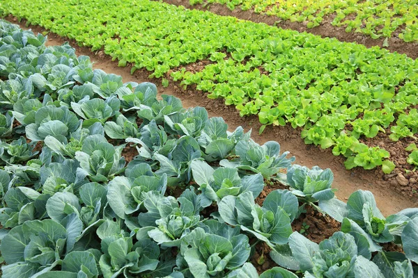 Grüner Salat im Gemüsegarten — Stockfoto