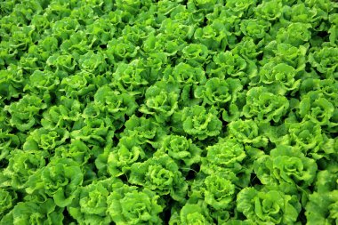 Yeşil salata bitkileri