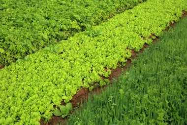 çeşitli meyve bitkiler