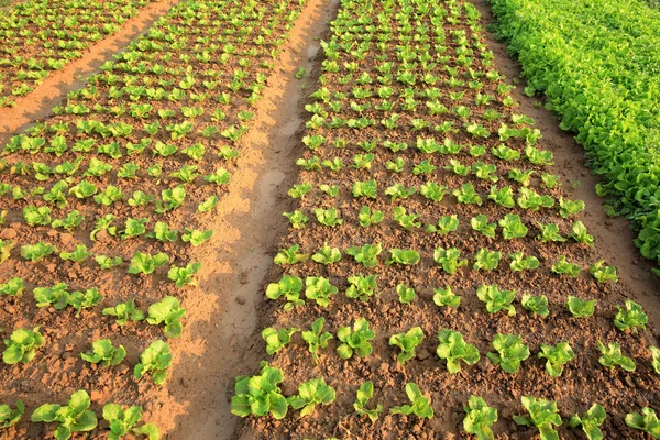 Lechuga verde en el huerto — Foto de Stock