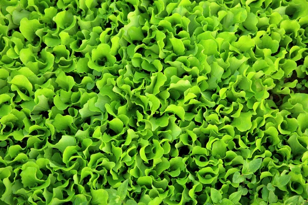 Зеленый салат на огороде — стоковое фото