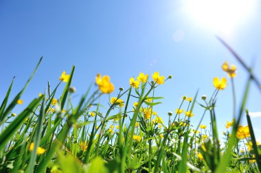 Güzel globeflowers ve yeşil çimen