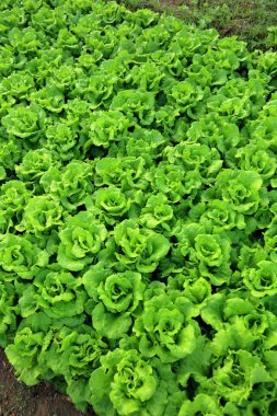 Yeşil salata bitkileri büyüme 