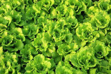 Yeşil salata bitkileri büyüme