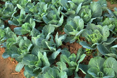 büyüme yeşil lahana 