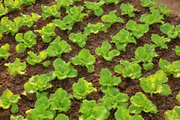 Grön sallad grödor i tillväxt — Stockfoto