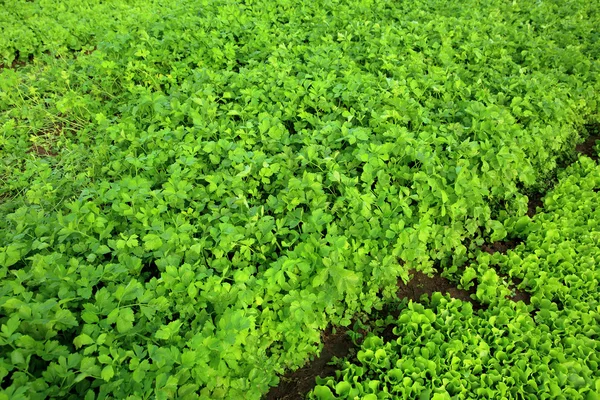 Apio verde en crecimiento — Foto de Stock