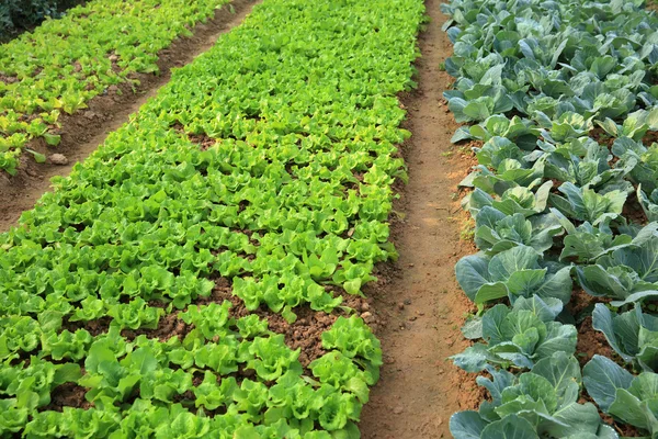 Grünkohl und Salat im Wachstum — Stockfoto