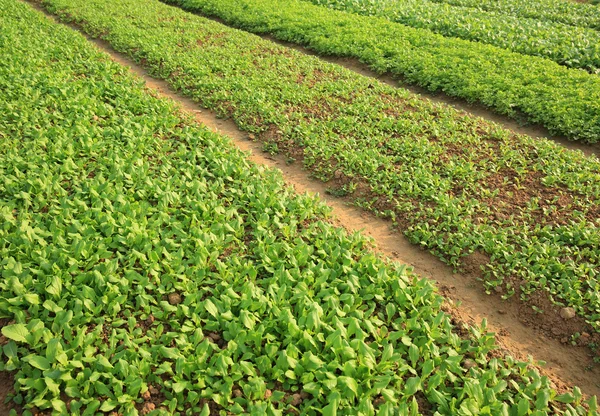 Espinacas y cultivos de choysum — Foto de Stock