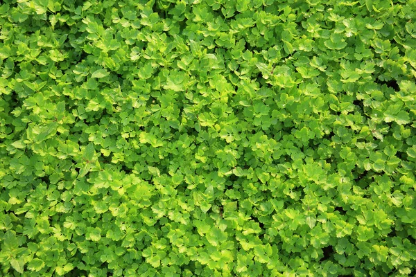 成長で緑色のセロリ — ストック写真