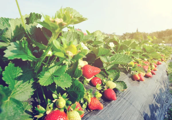 Fresas rojas maduras —  Fotos de Stock