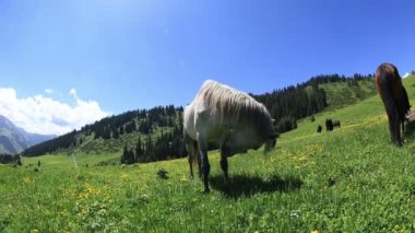 Dağ otlak üzerinde çim yeme atlar