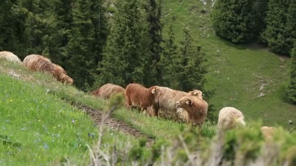 Группа овец, идущих по горной тропе — стоковое видео