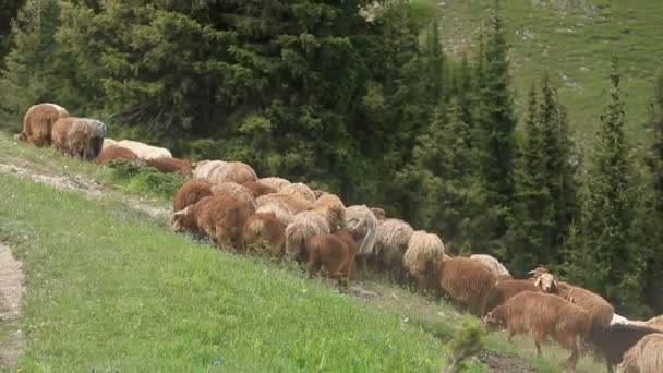 Grupo de ovejas caminando por sendero de montaña — Vídeo de stock