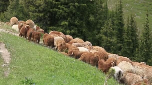 Dağ yolunda yürüyen bir koyun sürüsü — Stok video