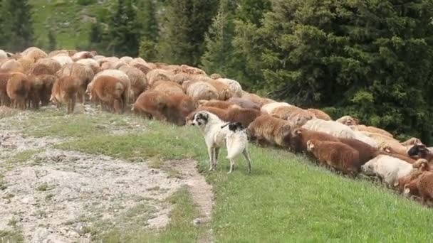 Група овець, що ходять по гірській стежці — стокове відео