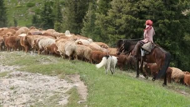 Dağ yolunda yürüyen bir koyun sürüsü — Stok video