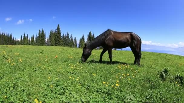 Paard eet gras — Stockvideo