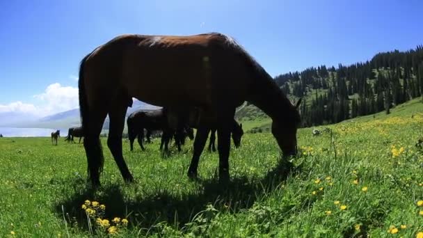 Chevaux mangeant de l'herbe sur les prairies de montagne — Video