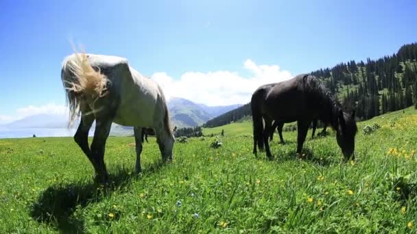 Paarden eten gras op berg grasland — Stockvideo