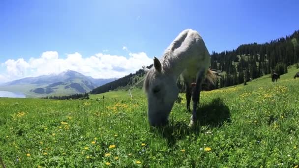 Cavalos comendo grama em pastagens de montanha — Vídeo de Stock