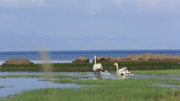 Familia del cisne en el pantano — Vídeos de Stock