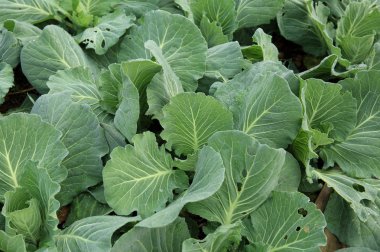 büyüme yeşil lahana