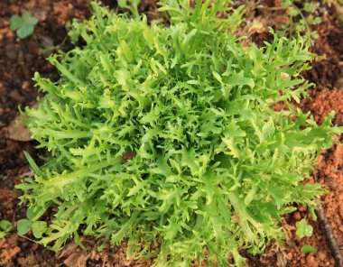 Yeşil ruccola bitkiler