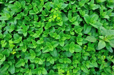 Yeşil nane bitkiler 