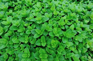 Yeşil nane bitkiler 