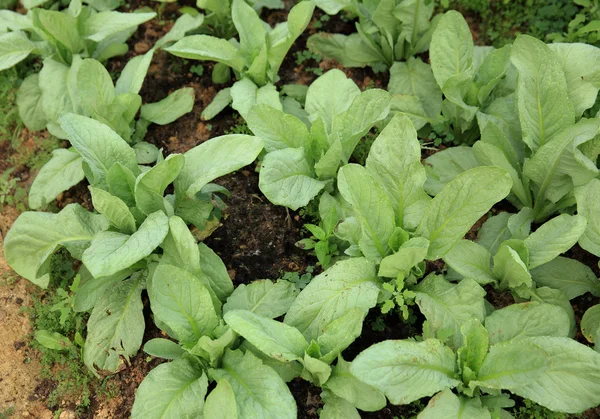 Green indian lettuce — Stock Photo, Image