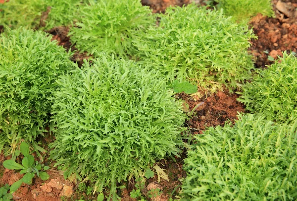 Piante di ruccola verde — Foto Stock