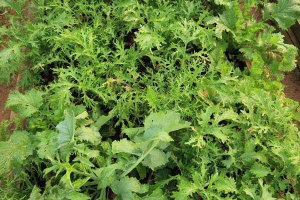 Variety vegetables plants — Stock Photo, Image