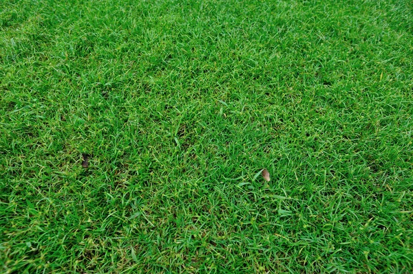 緑の芝生の閉鎖 — ストック写真