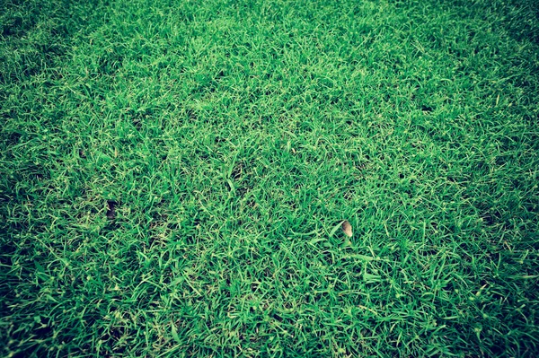 Крупный план зеленой травы — стоковое фото