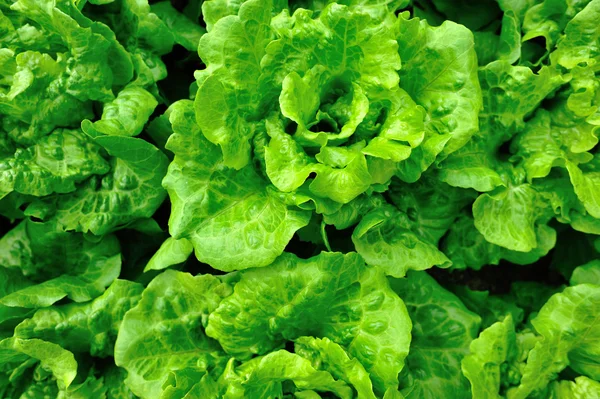 Grüne Salatpflanzen — Stockfoto